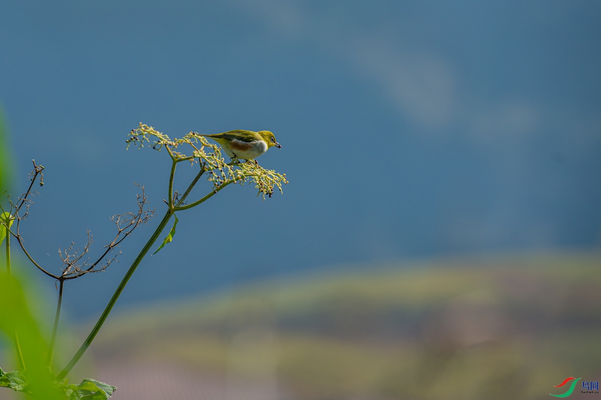 DSC_4525a.jpg