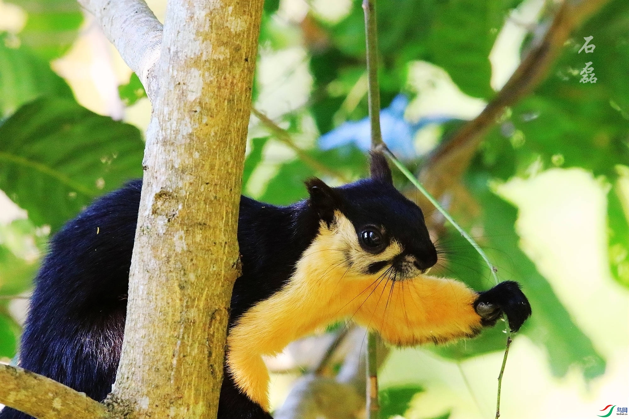 �ڰ��������