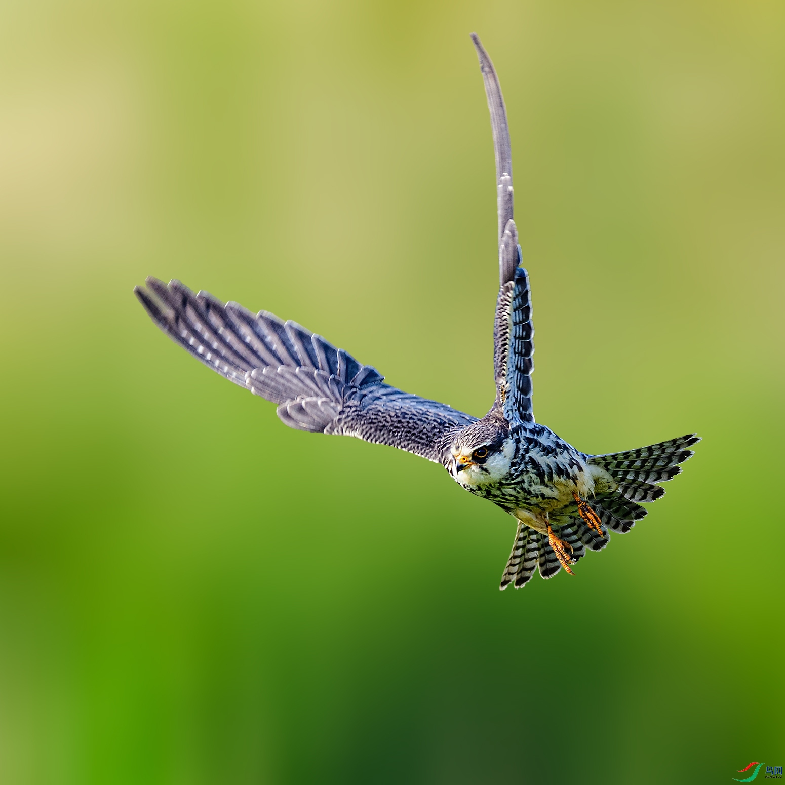 ���¶���DSC_1965.jpg