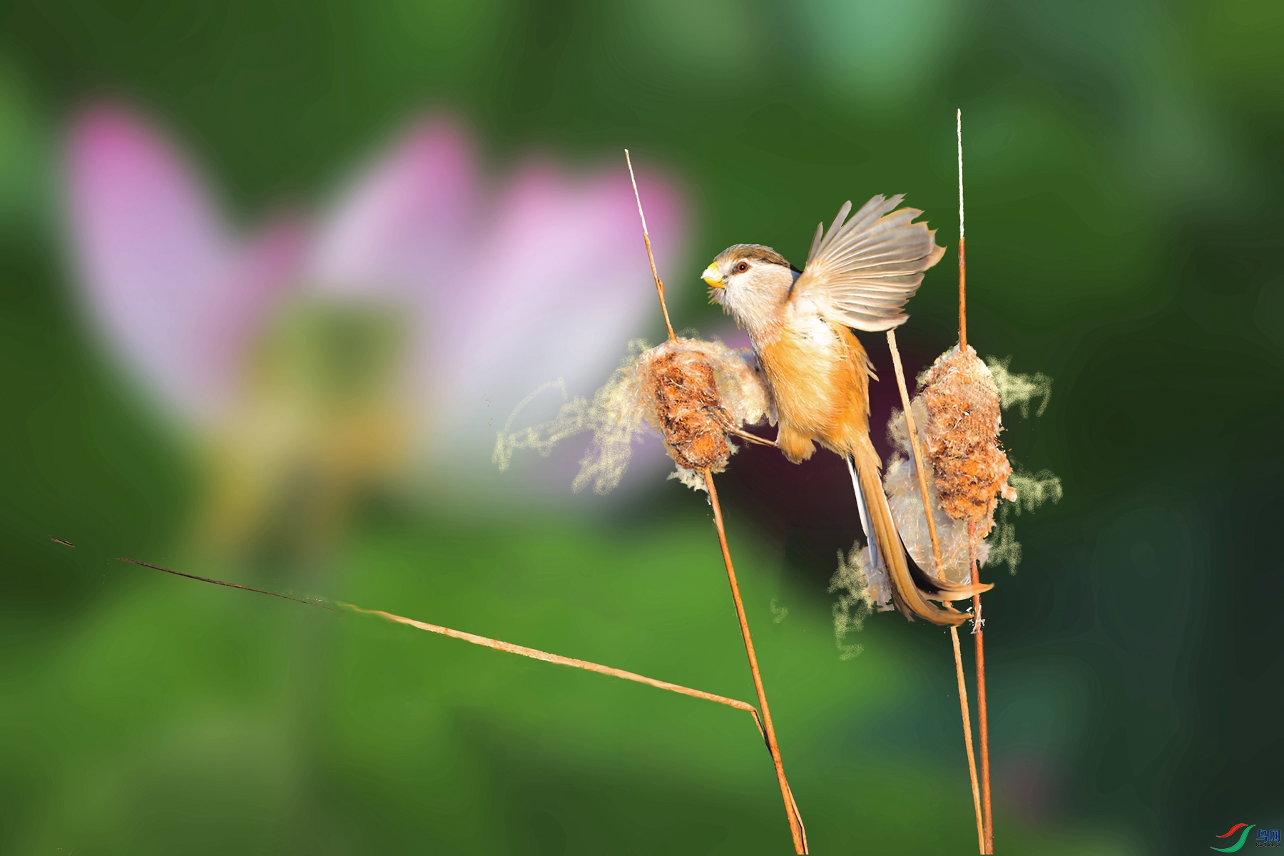 IMG_0253-�ָ��� - ����.jpg