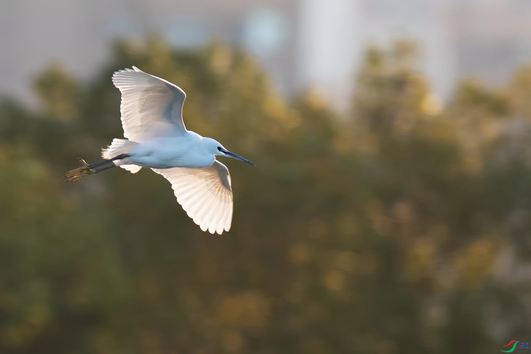 DSC_6232.jpg
