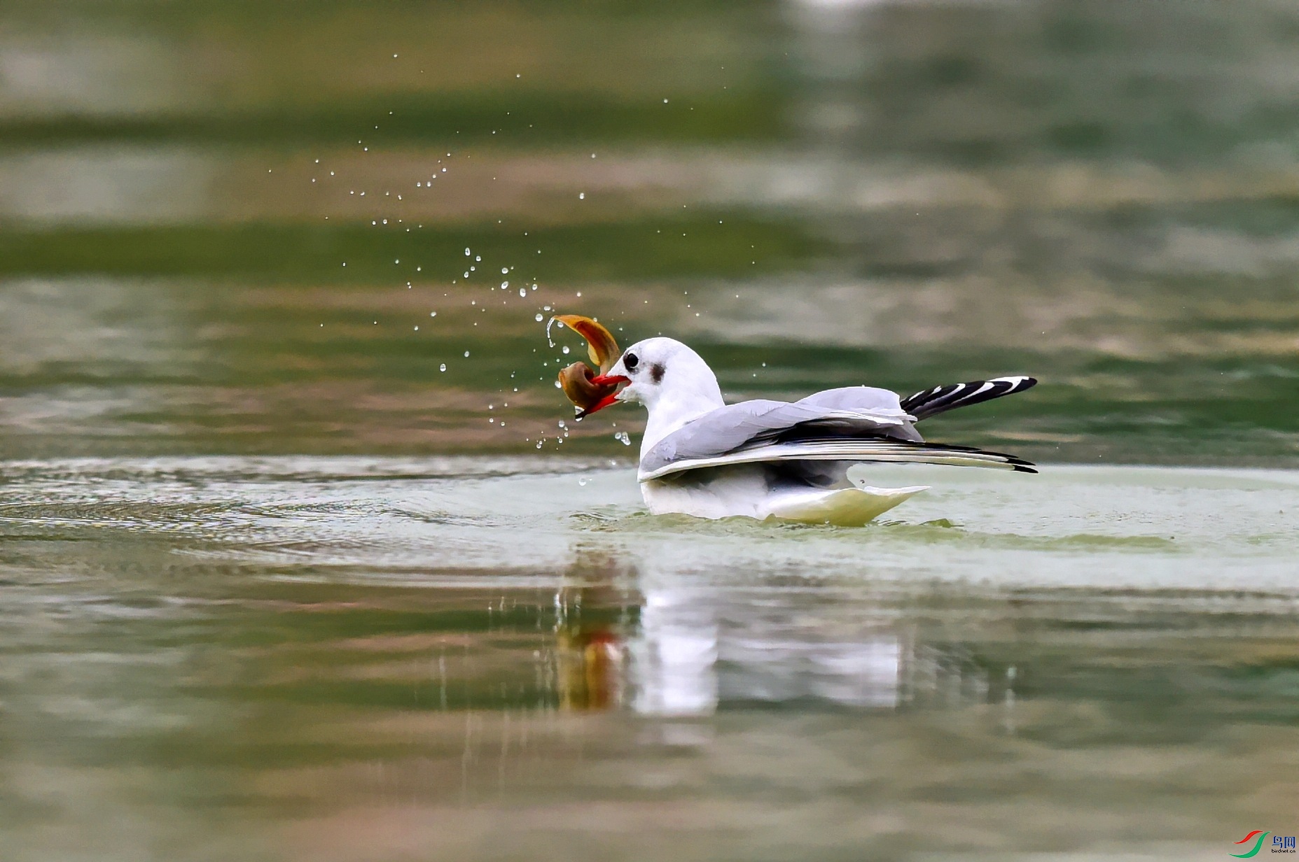 DSC_0617_conew2.jpg