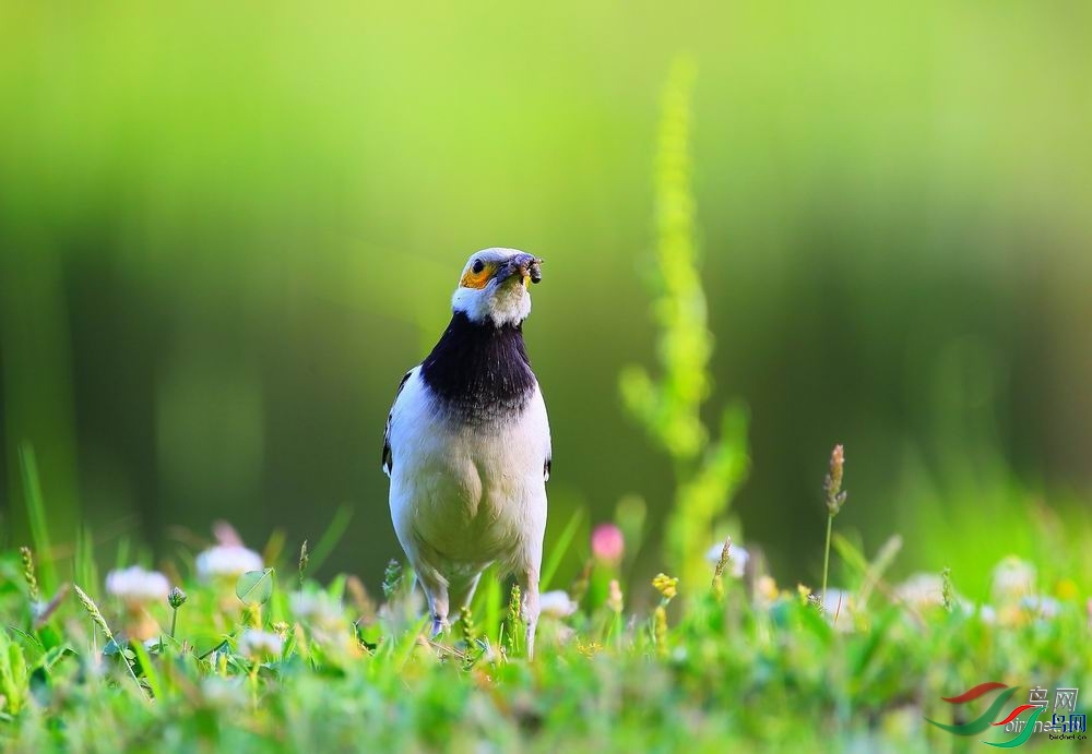 0�������0  ��ʦ�������Ĵ�ʡ������.jpg