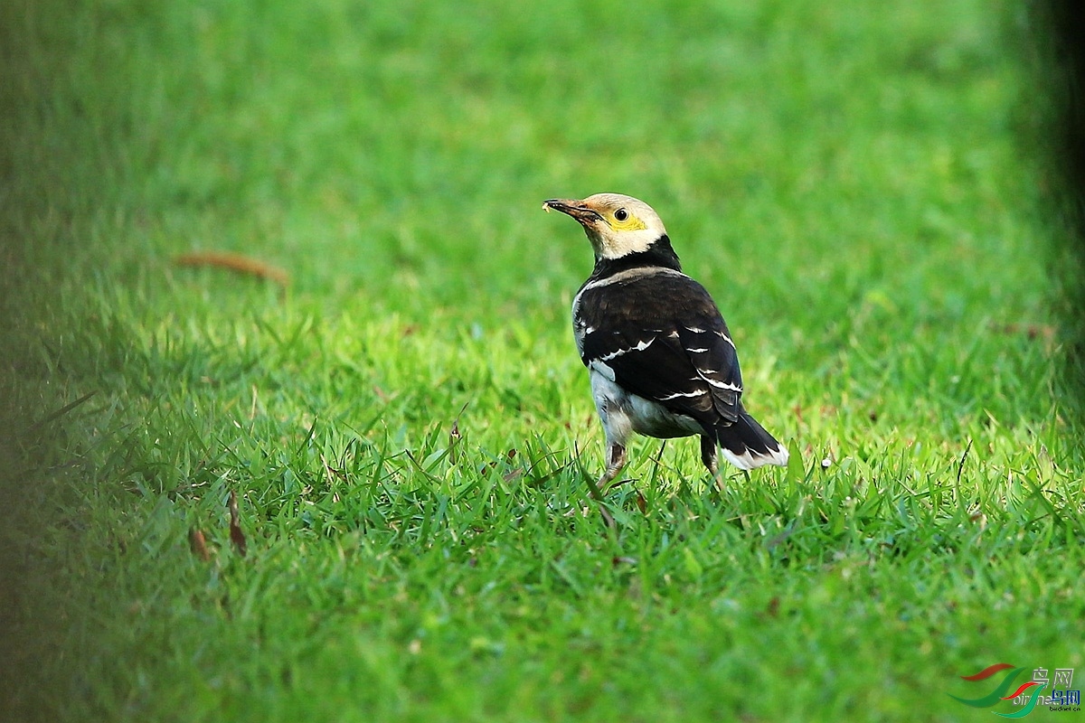 ����׽Ӱ  ��ʦ����.jpg