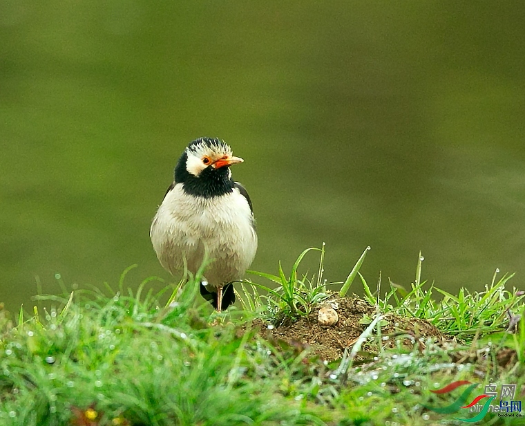 0529  ��ʦ����������ʡ�º���徰���������� ӯ����.jpg