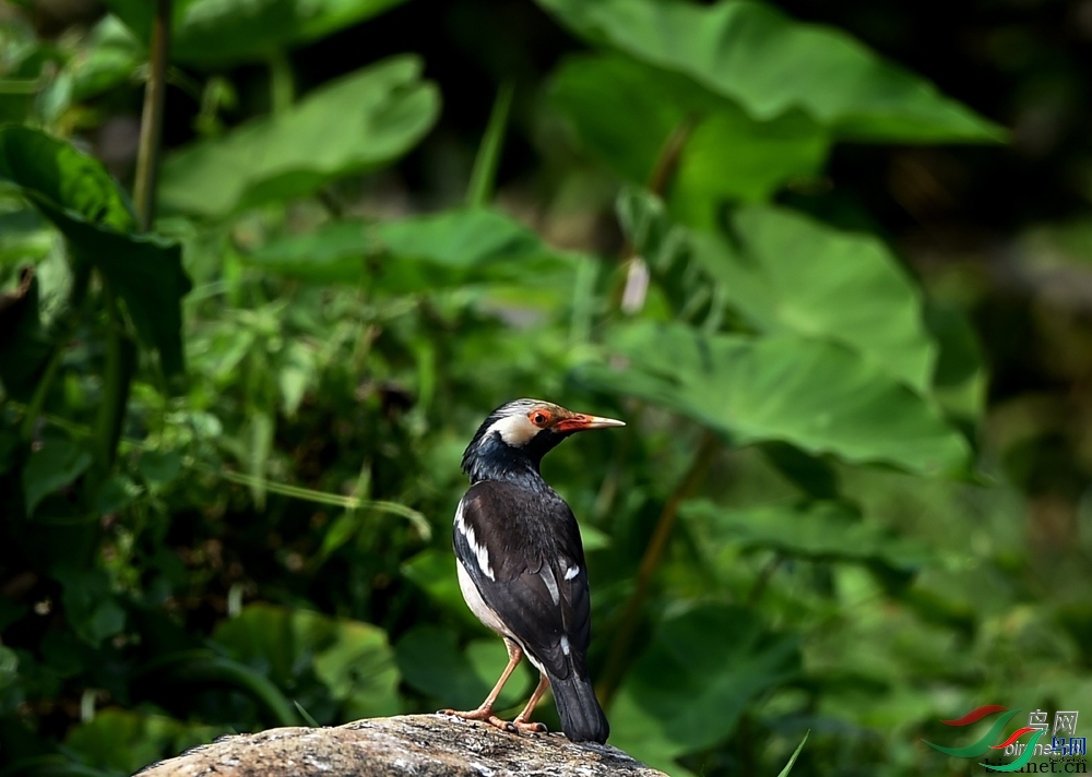 ����ϸ��  ��ʦ����.jpg