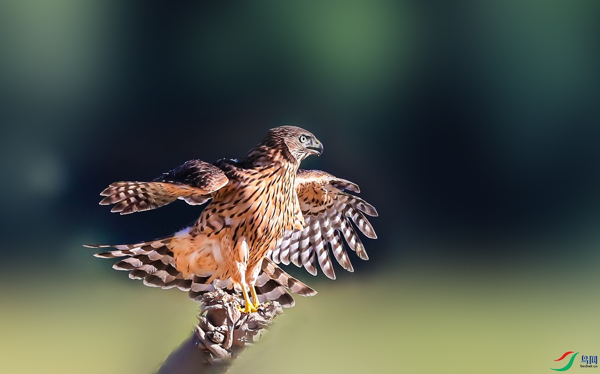 ���� (1).jpg