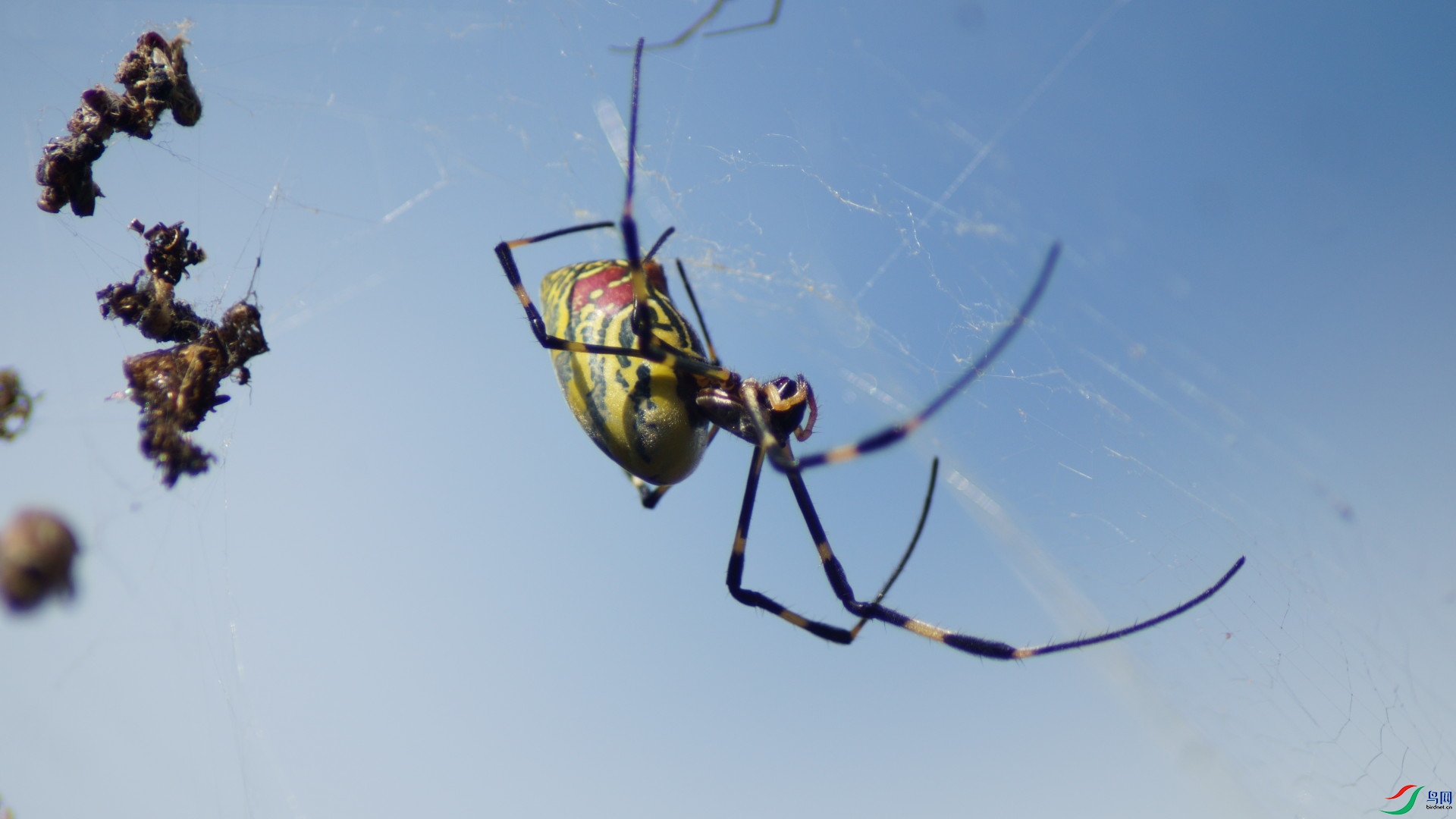 ����֩��