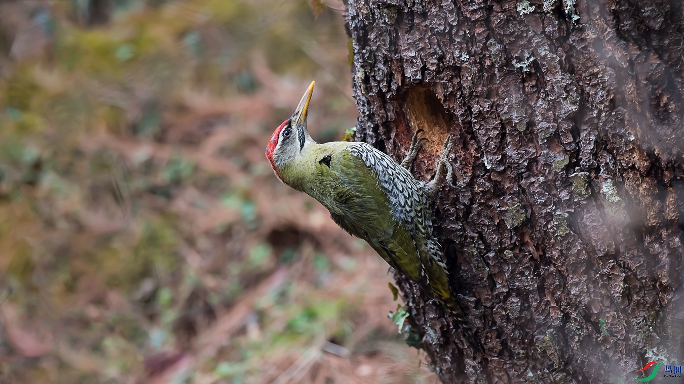 DSC_2262 - ����.jpg