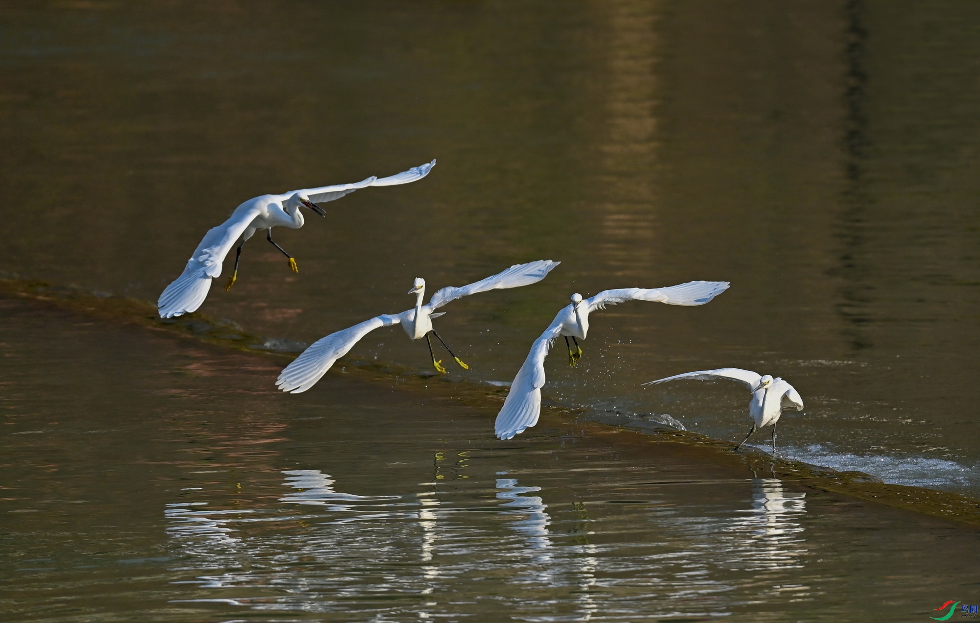DSC_1516.JPG