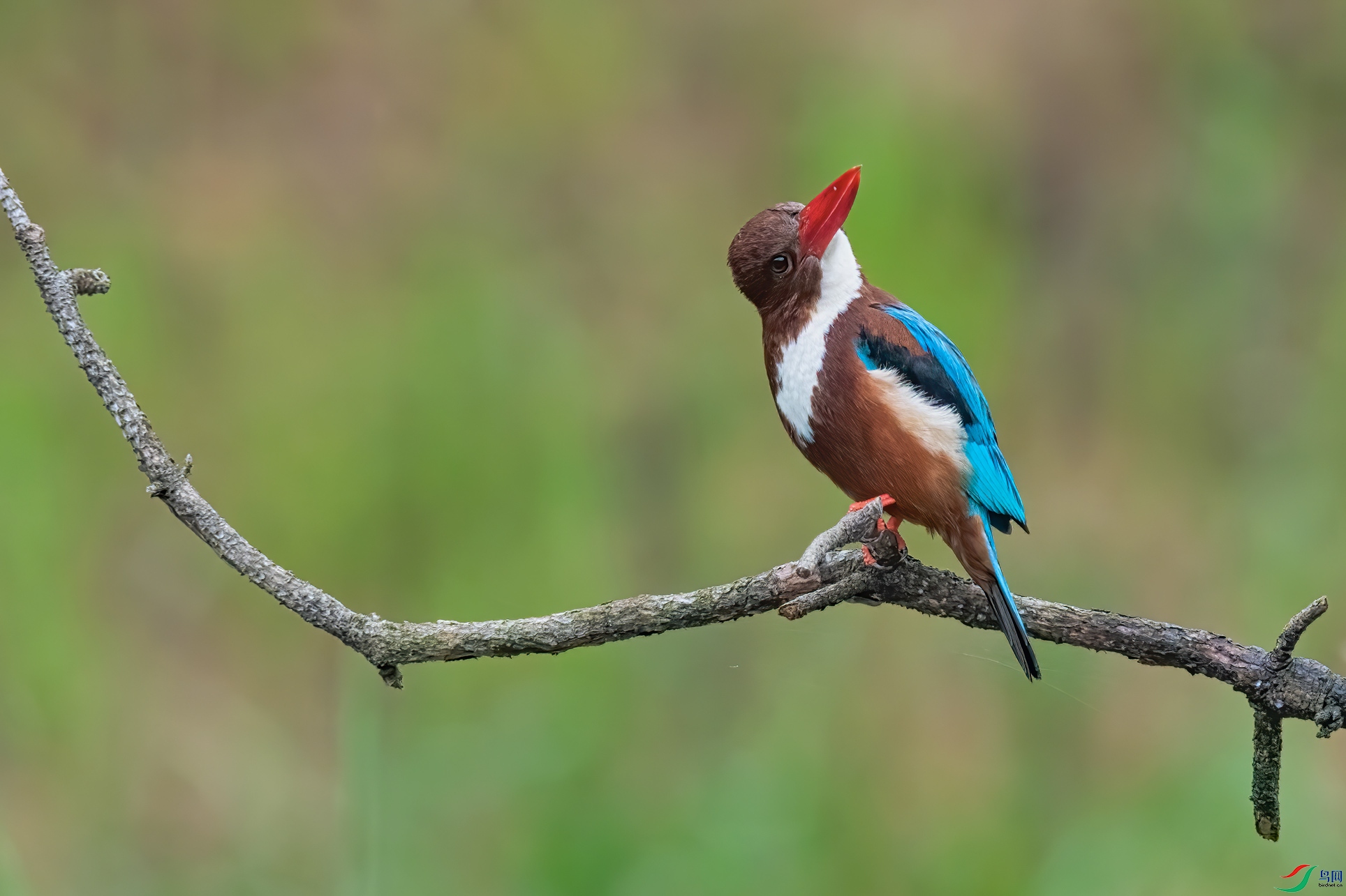 DSC_9259-1.jpg