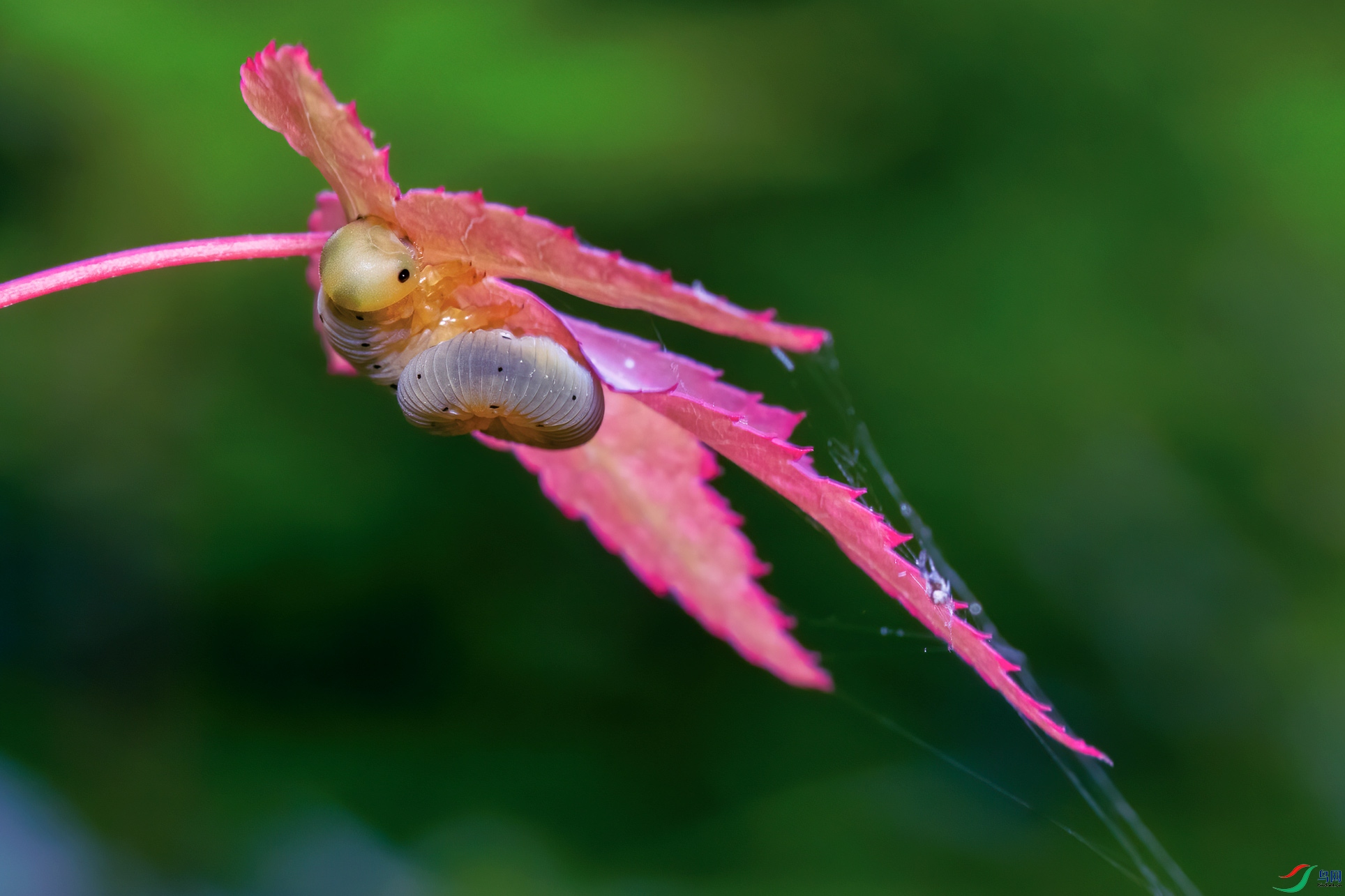 DSC_5908-1.jpg