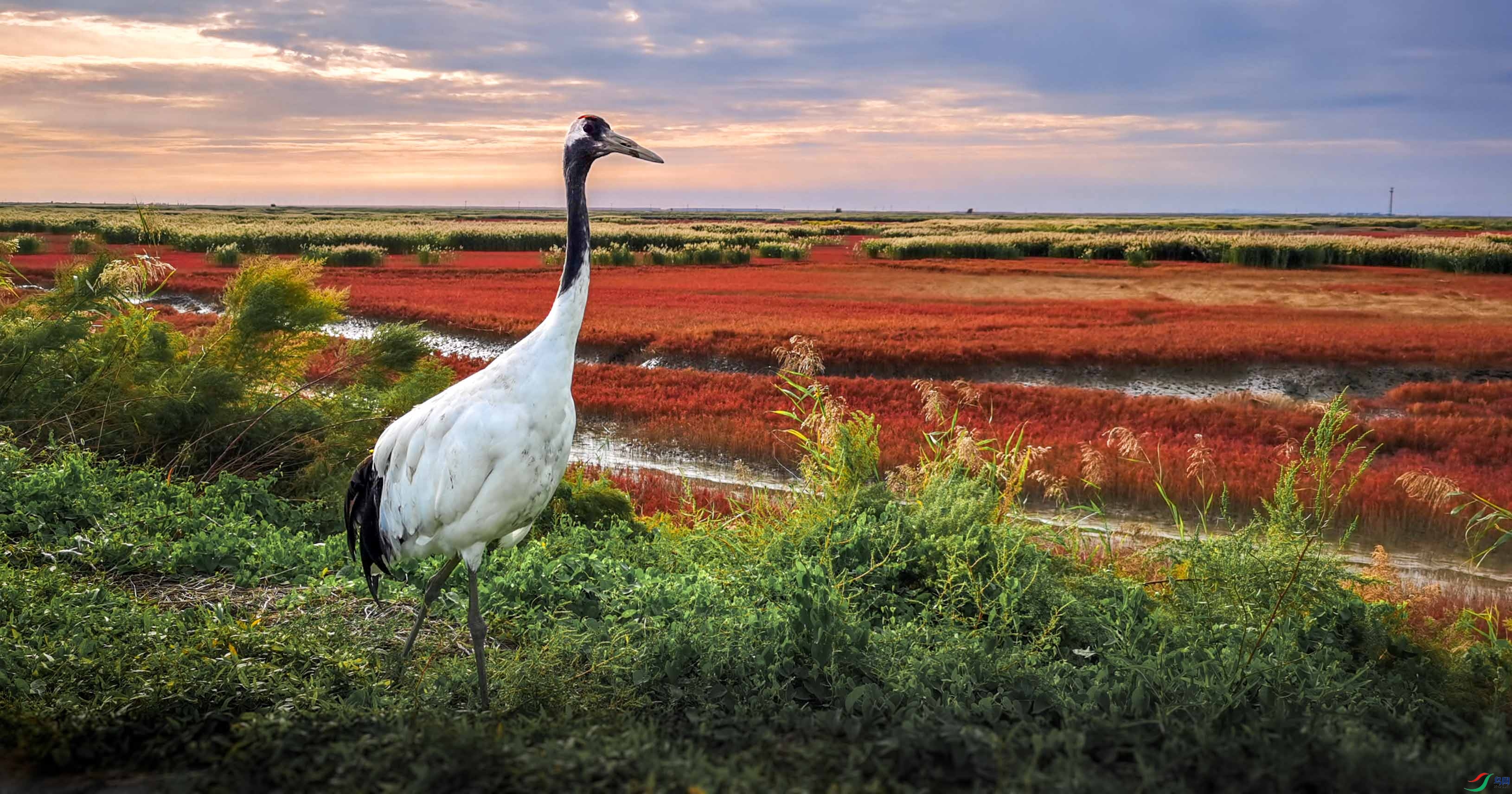 �����캣̲