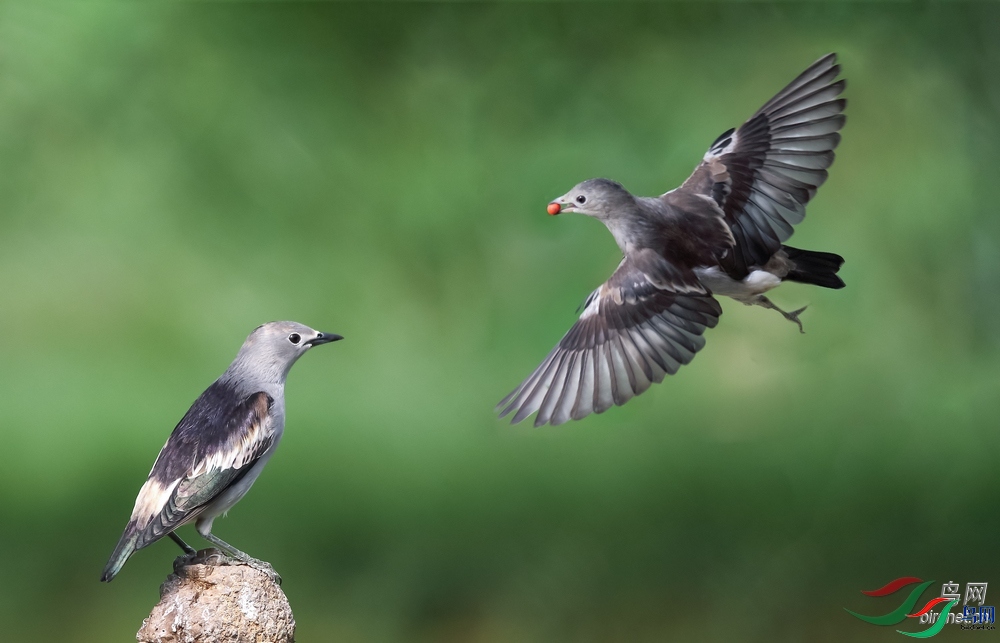 ��Ȼ  ��ʦ����.jpg