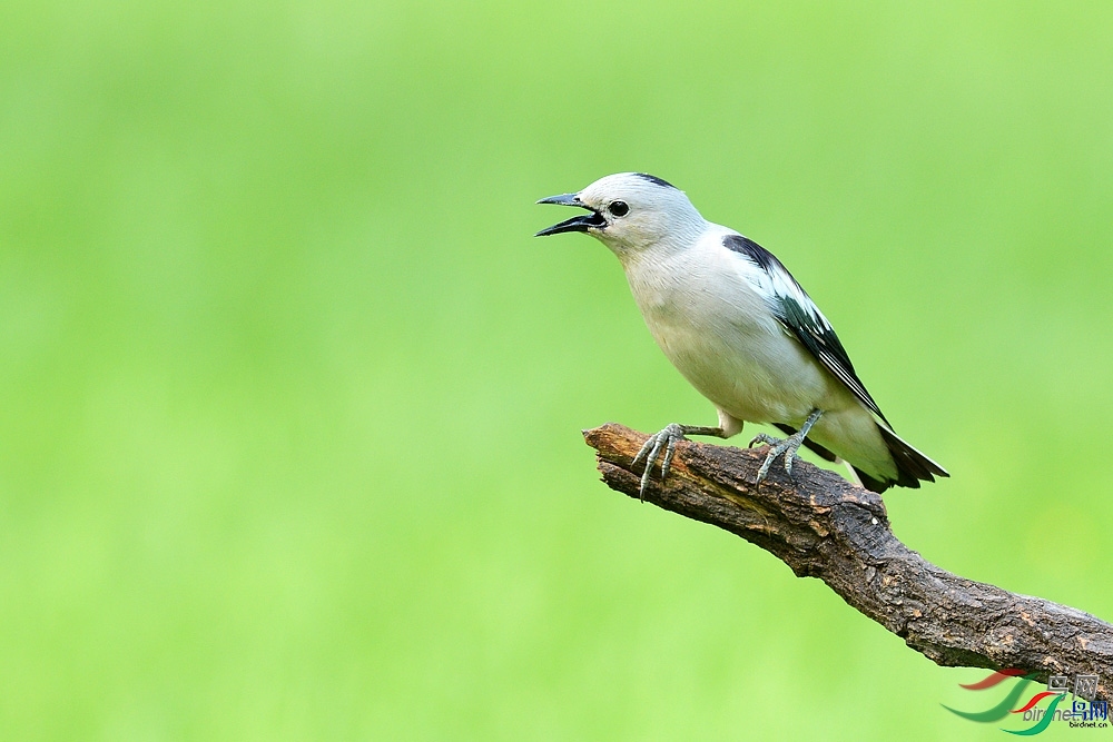 ɭ��  ��ʦ����������ʡ������.jpg