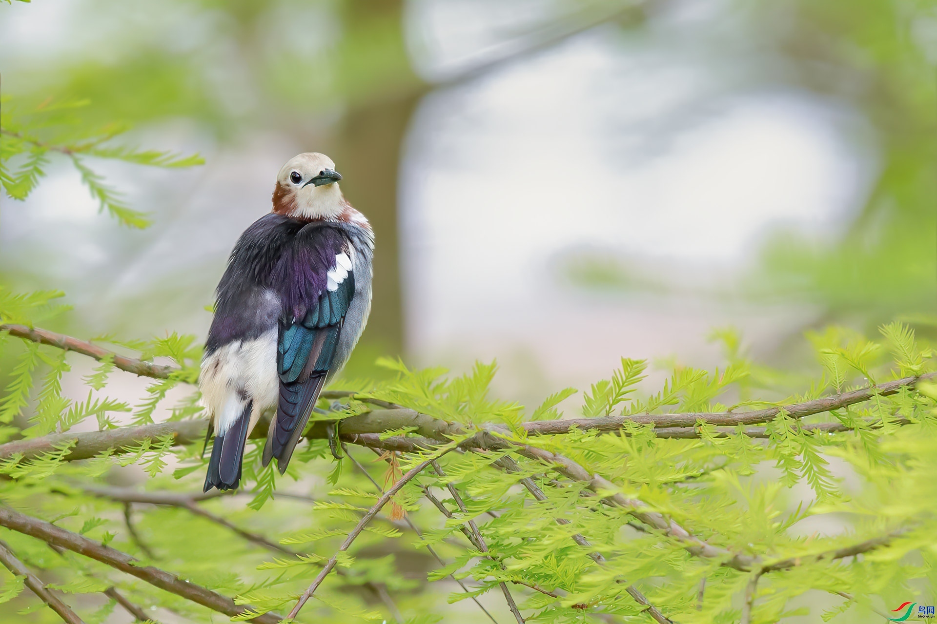 ��ɽ�ϲ�  ��ʦ�������Ϻ����ֶ�����.jpg