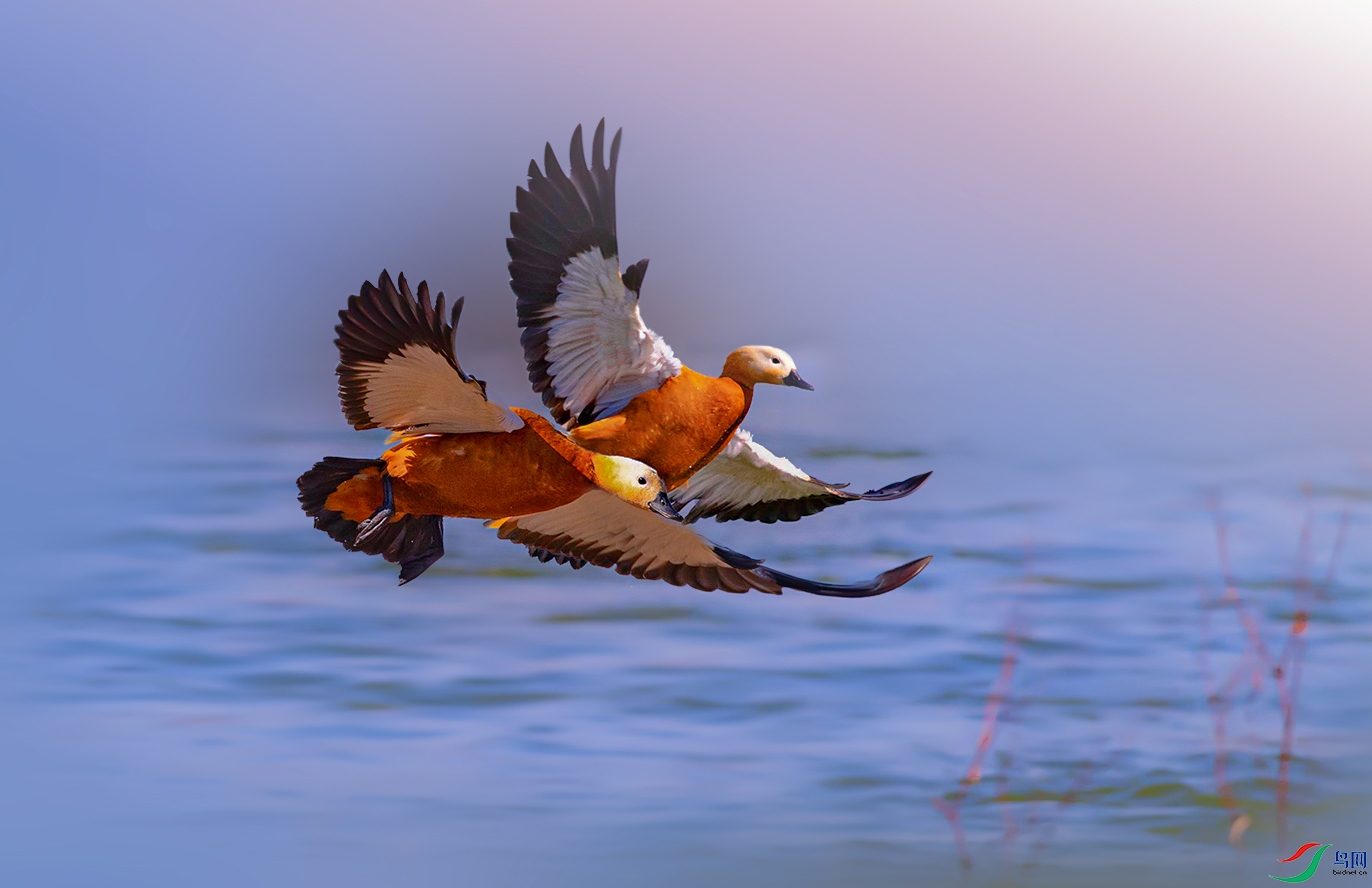 ˫Ѽ1 - ����.jpg