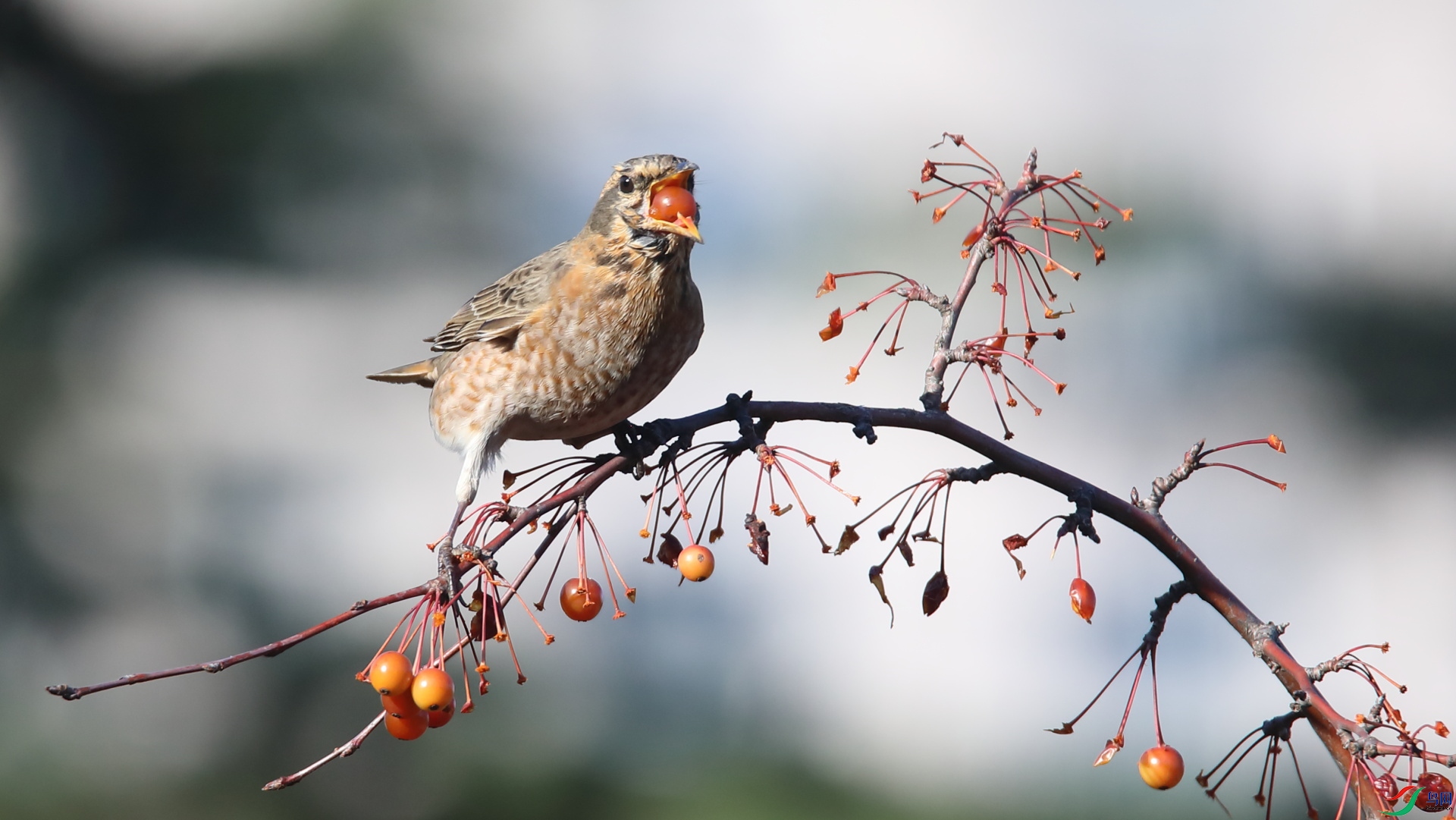 ����С��