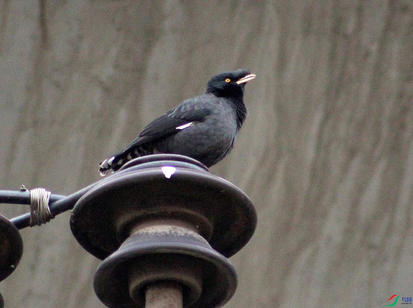 IMG_0096.jpg