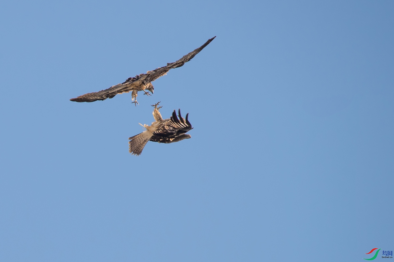DSC_1294a.jpg