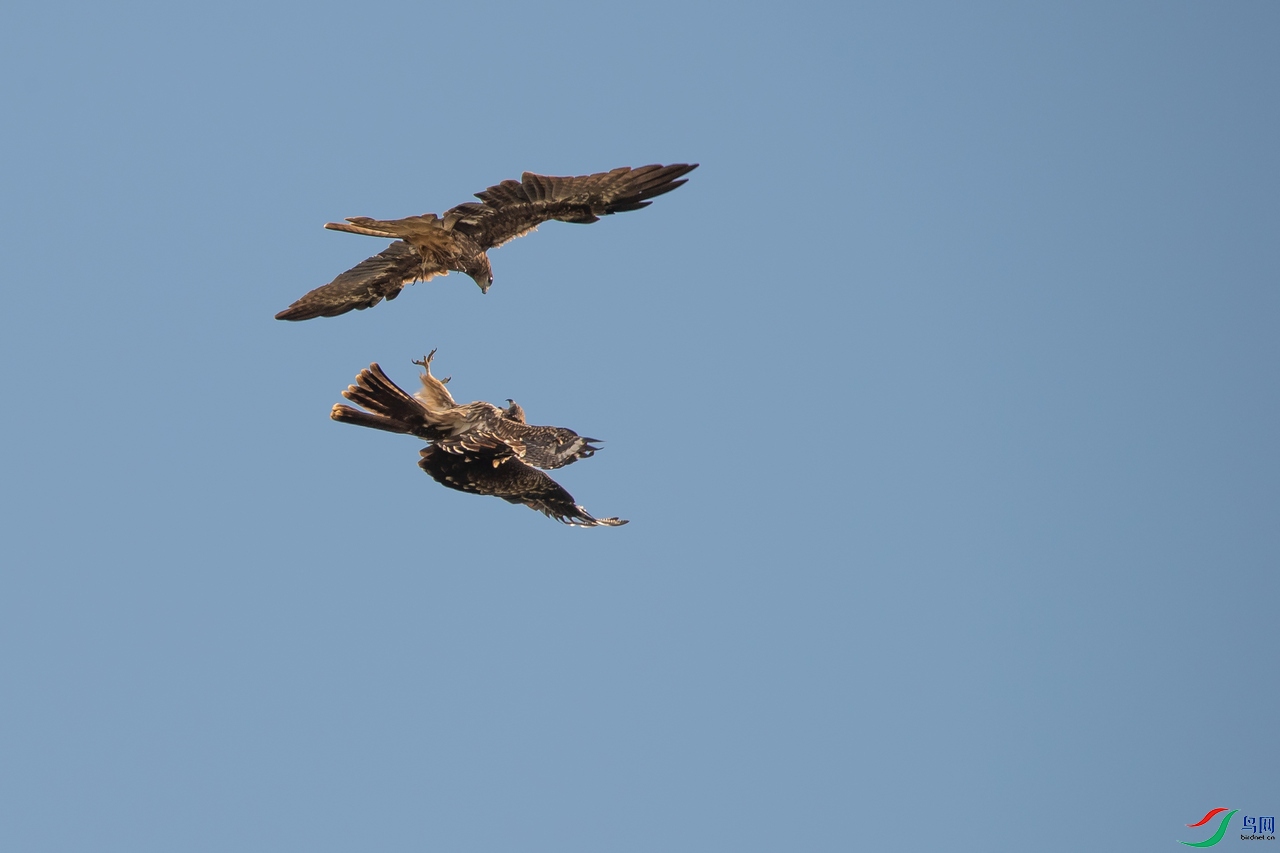 DSC_1295a.jpg