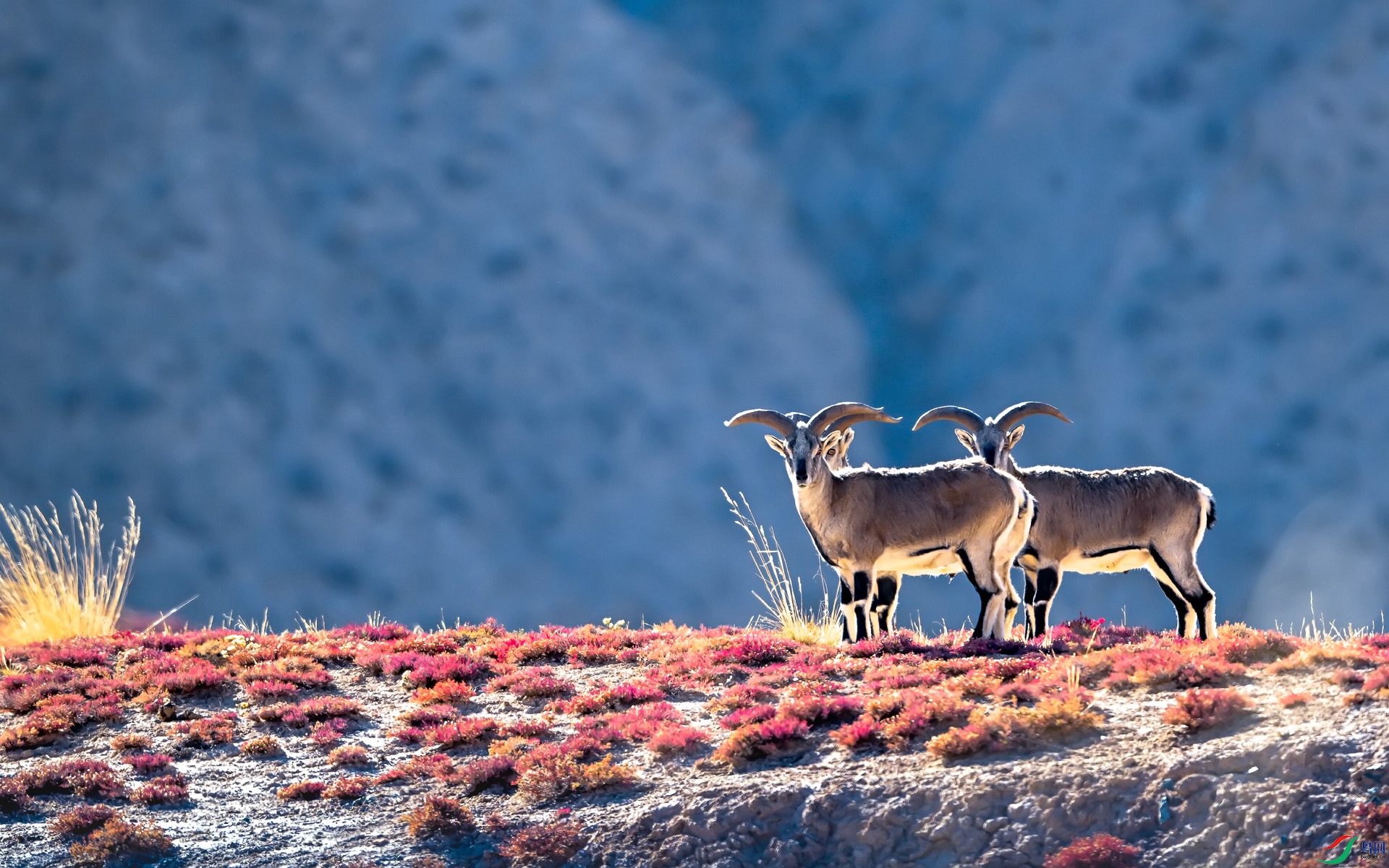 DSC_7034 ����1.jpg