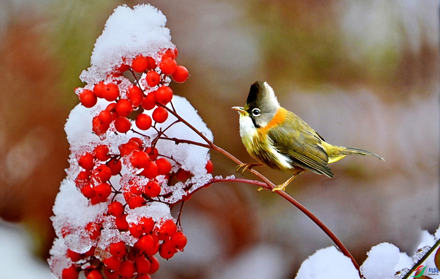 5.��������ͳ�ѩ-�ƾ�����5241AM.jpg