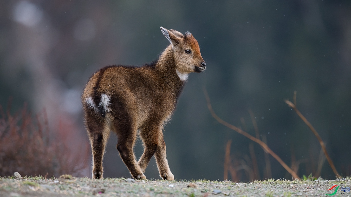 DSC1_5116 - ����.jpg