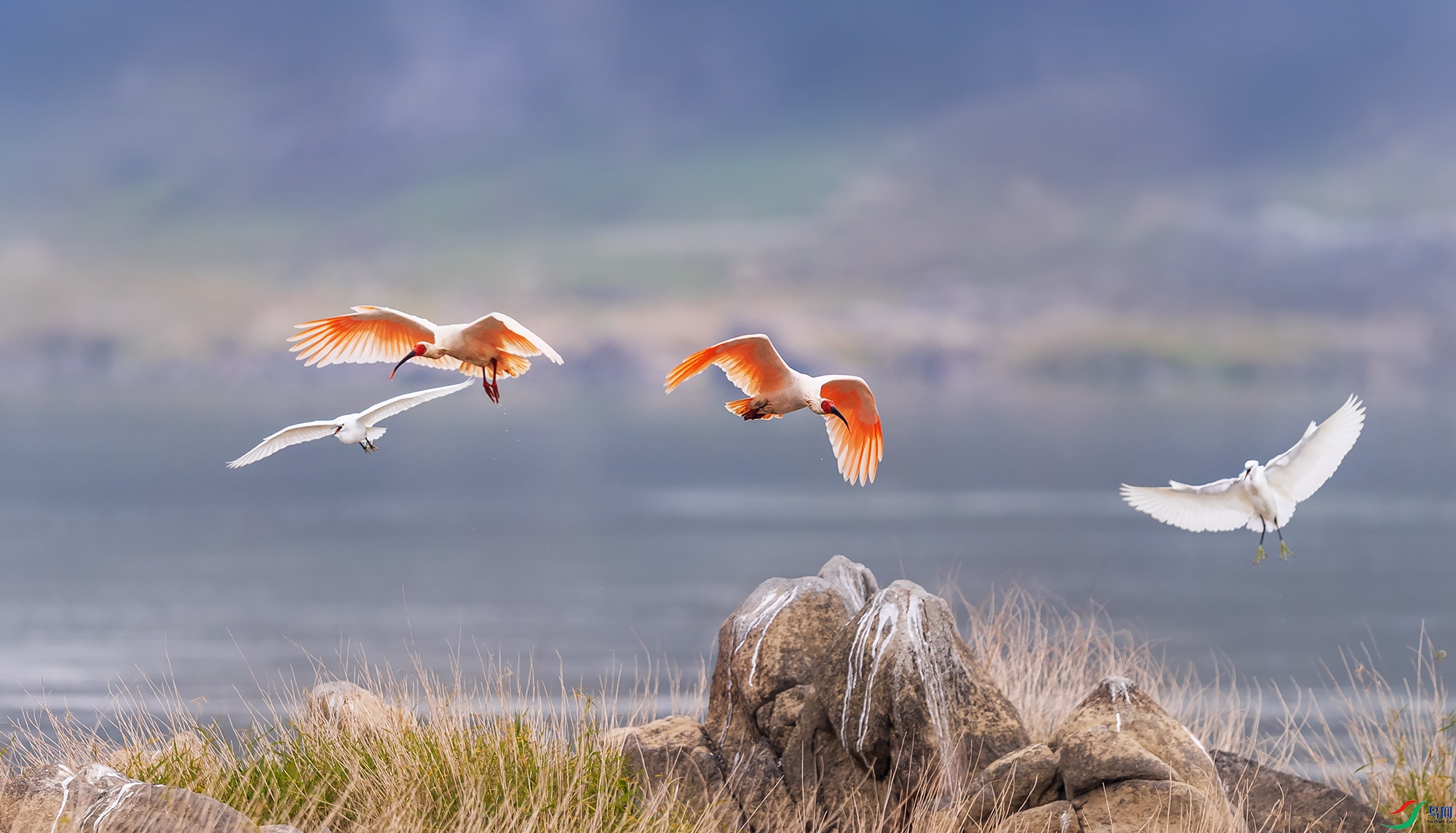 ���q�����