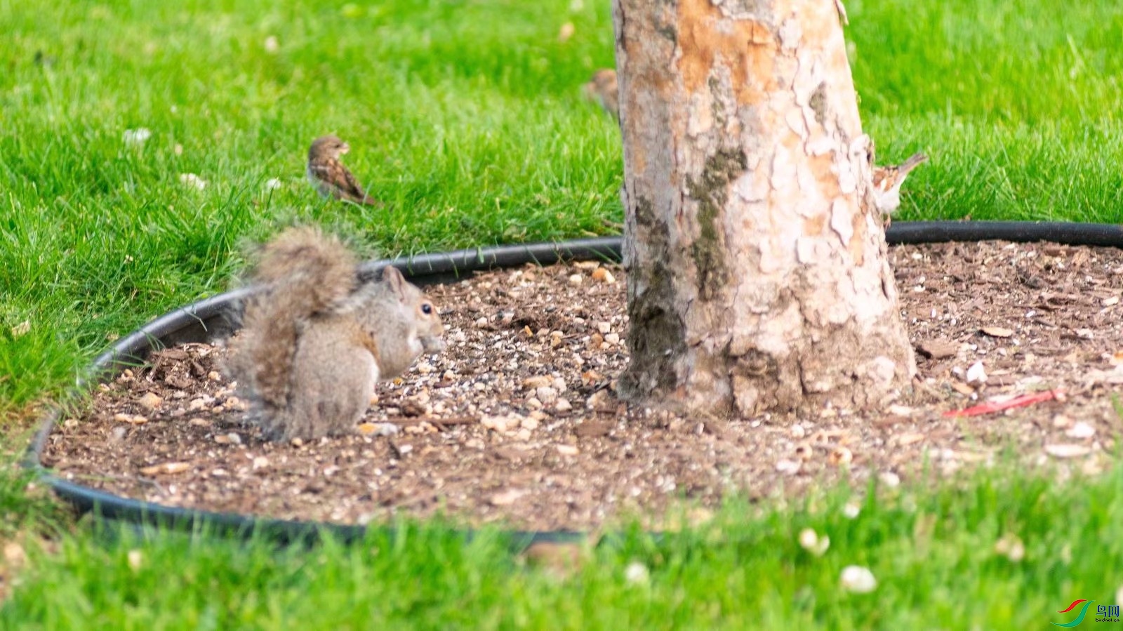 ������ʳ