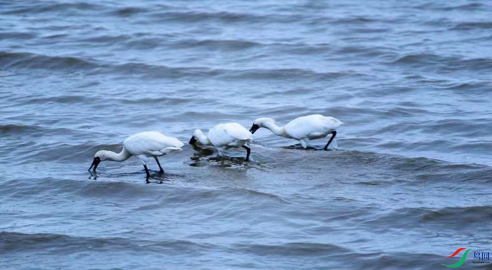 �������أ�������