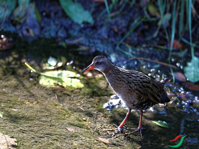 DSC20211111488.jpg