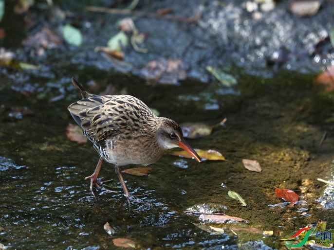 DSC20211111624.jpg