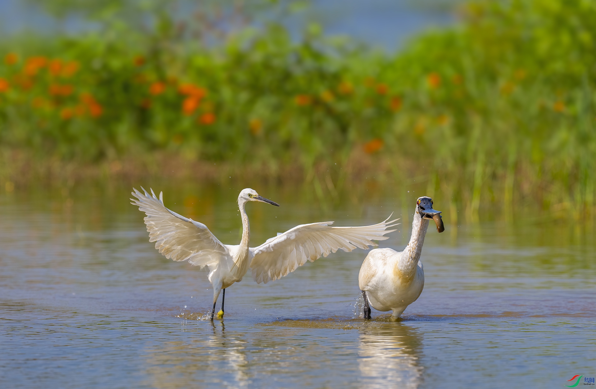 DSC04383 ����.jpg