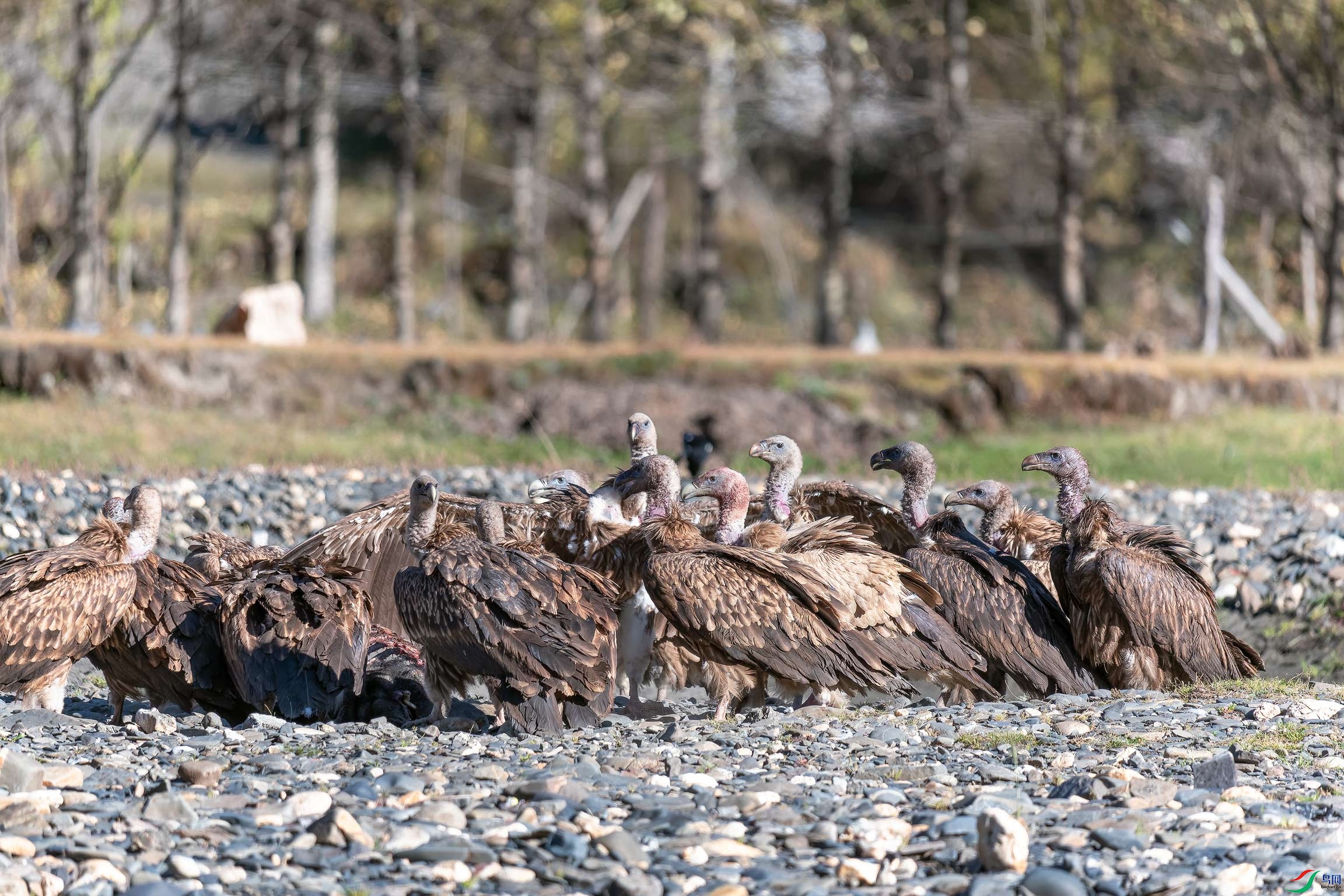 _DSC1816-NEF_DxO_PRIME-����xn.jpg