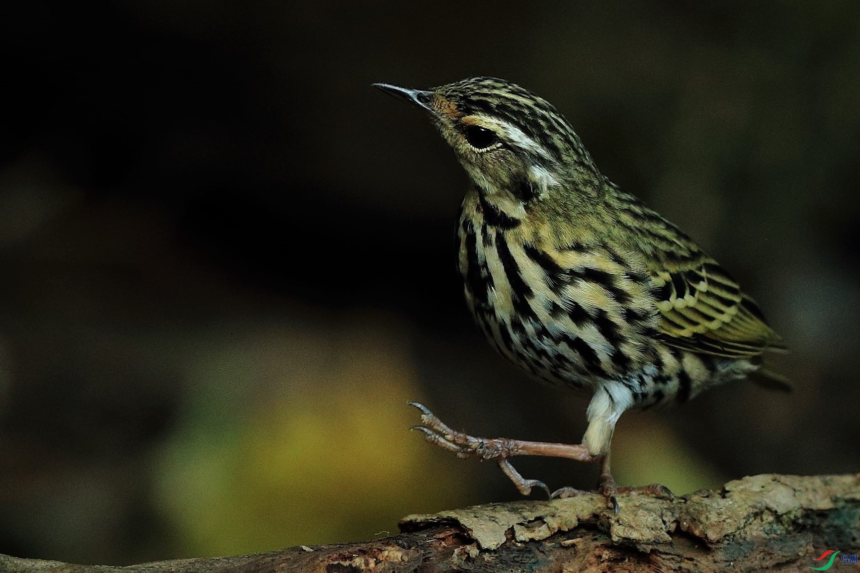 AW7I0956 - ����(3).jpg