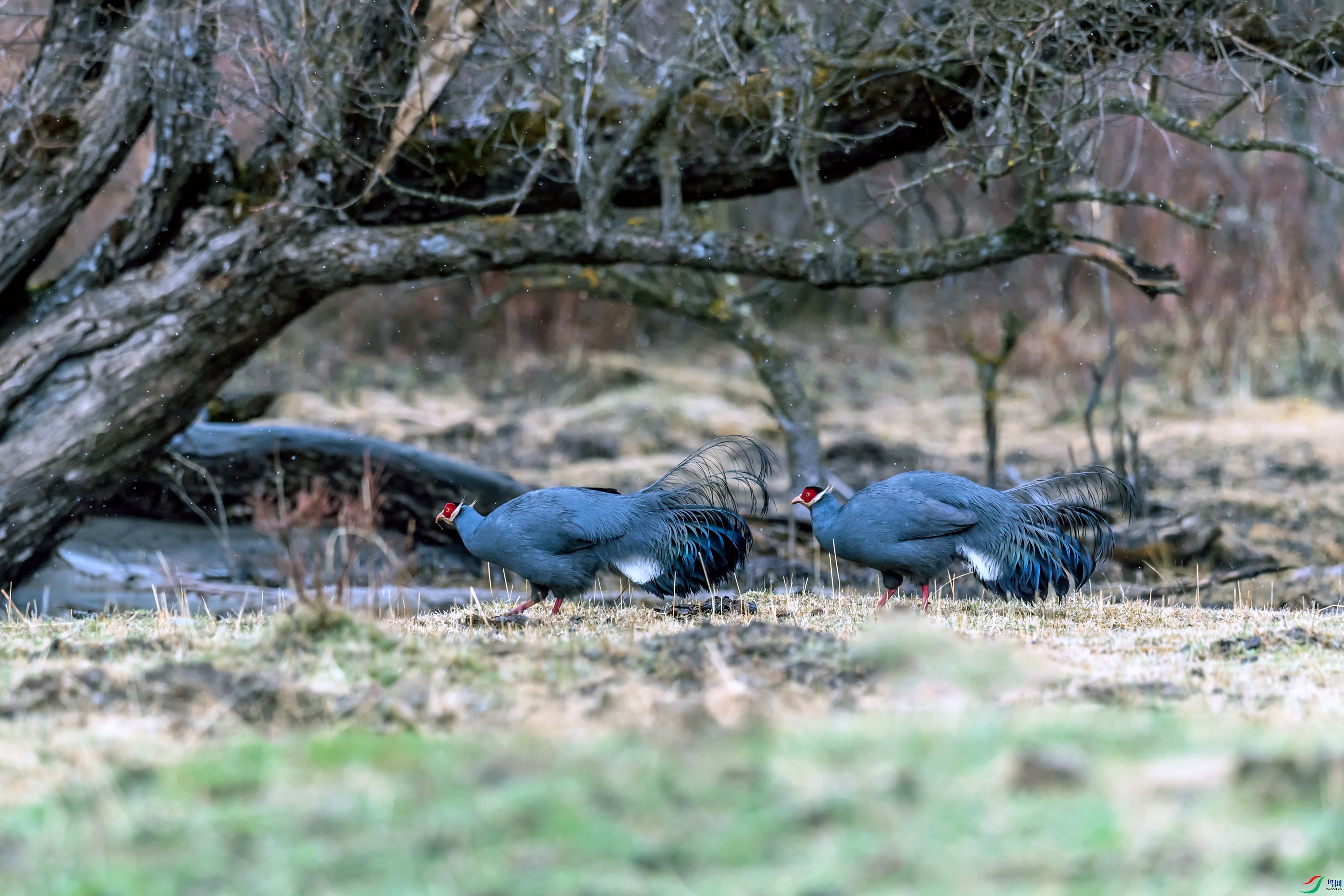 DSC_1218_��ͼ��.jpg--A.jpg
