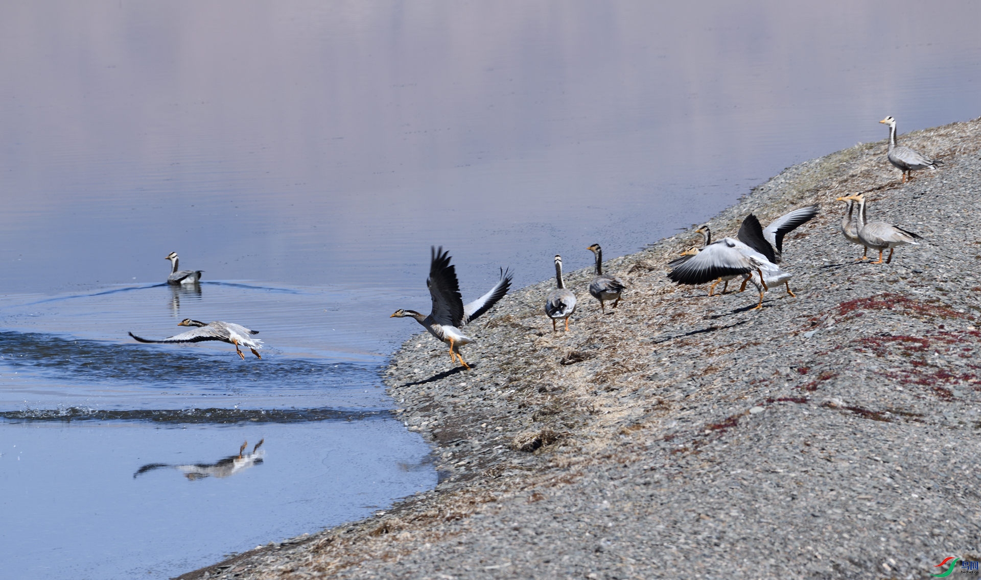 DSC_9786_����.jpg