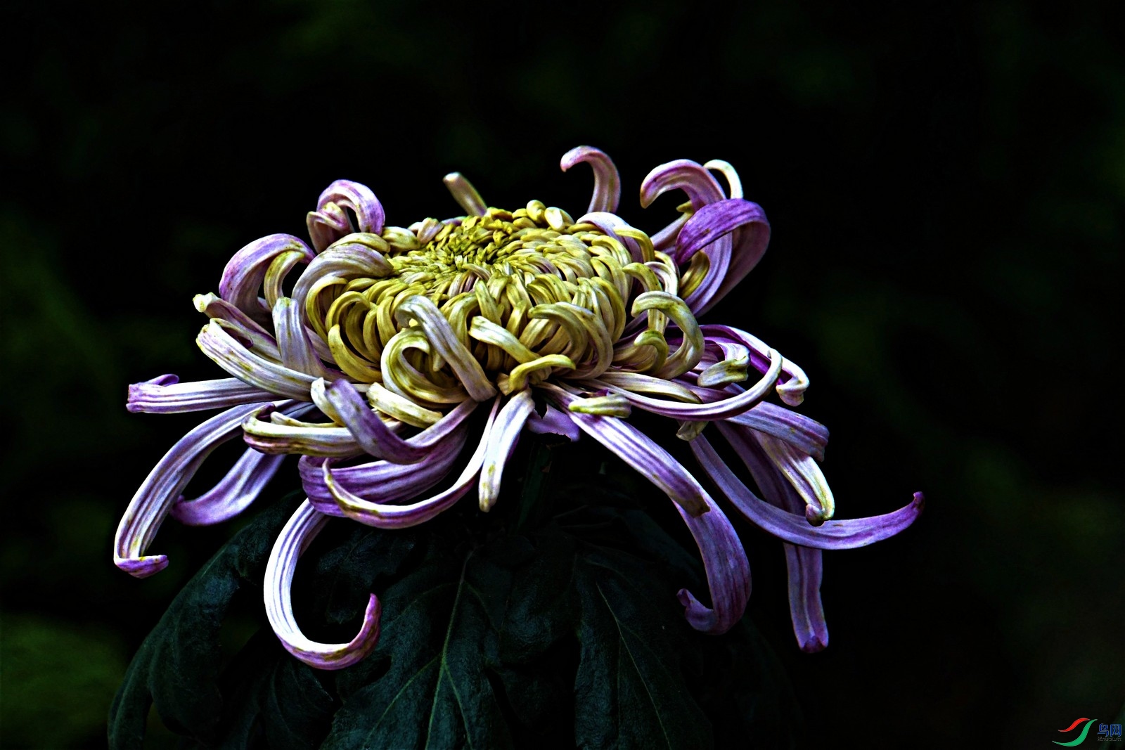 DSC00258 - ����.JPG