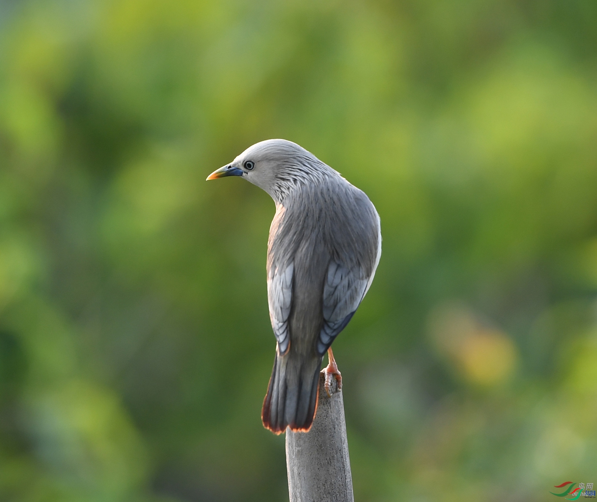 ����ϸ��  ��ʦ����������ʡ�º���徰����������ӯ����.jpg