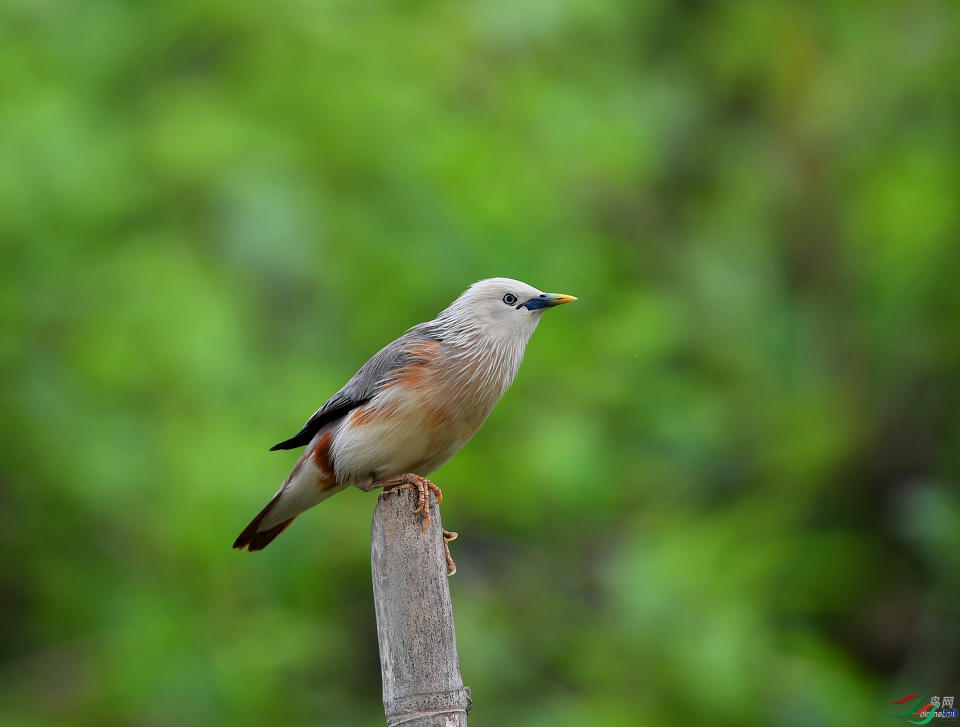 ����ϸ��  ��ʦ����������ʡ�º���徰����������ӯ����1.jpg