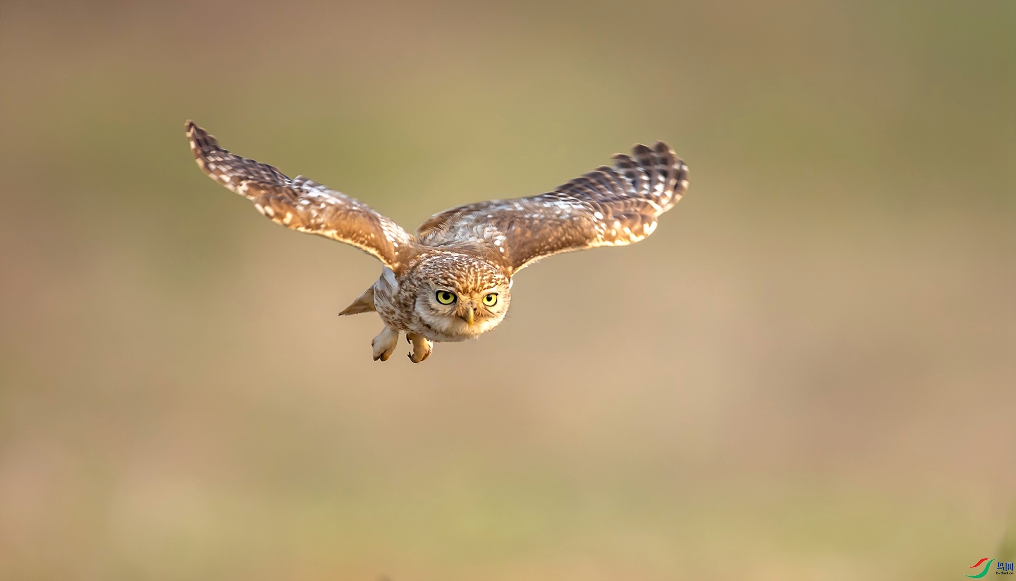 ���Ƹ�С�^