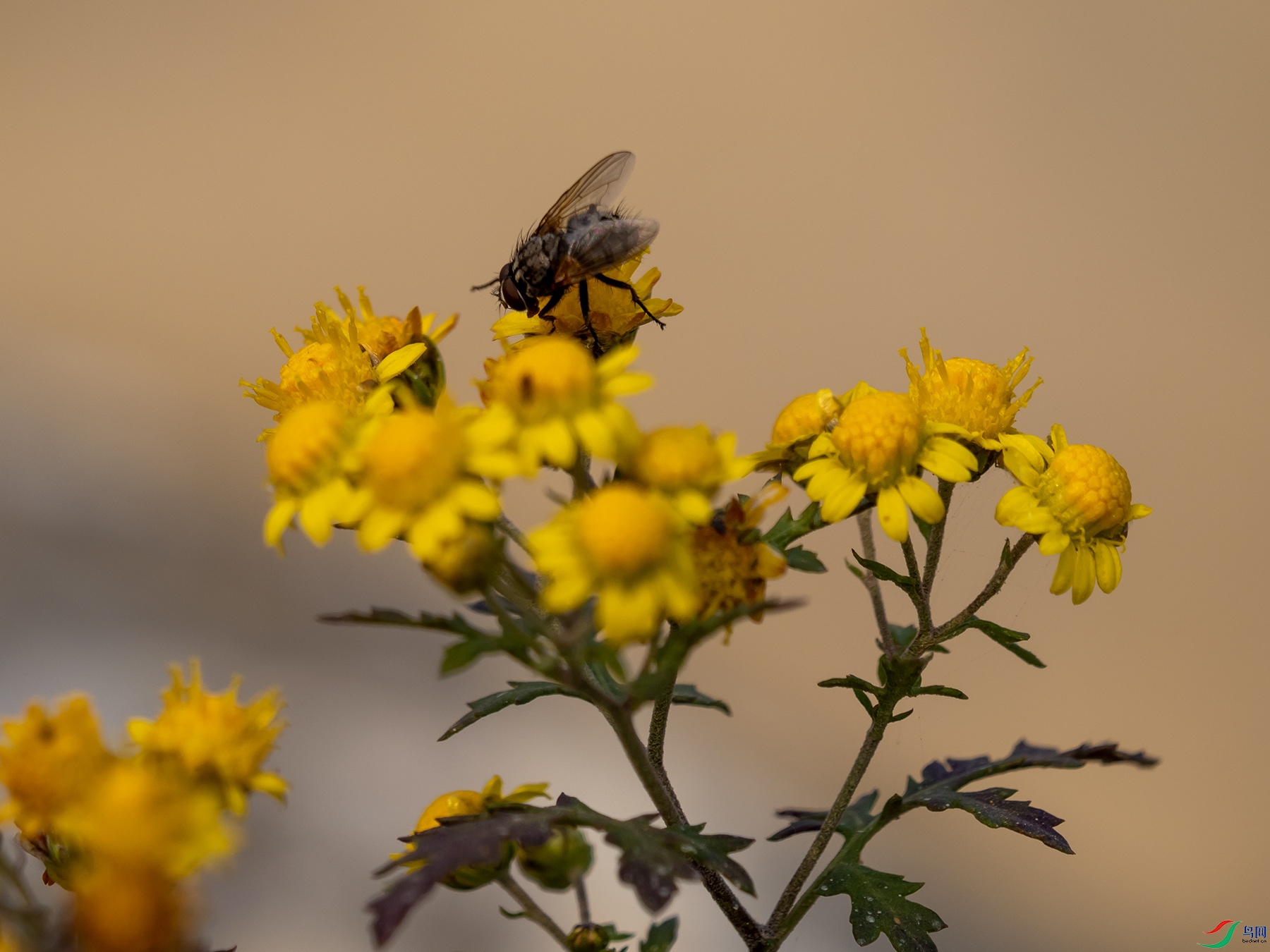 Ұ�ջ����в�Ӭ