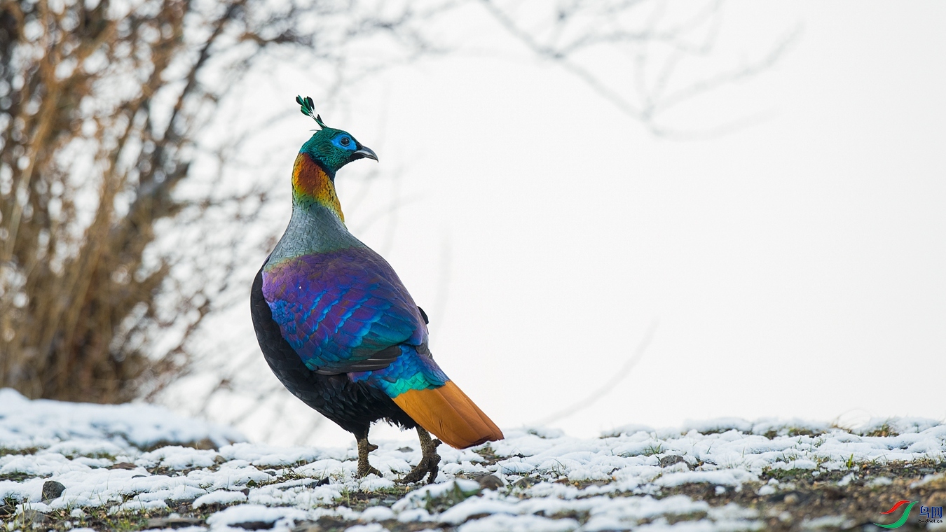 DSC_6086 - ����.jpg