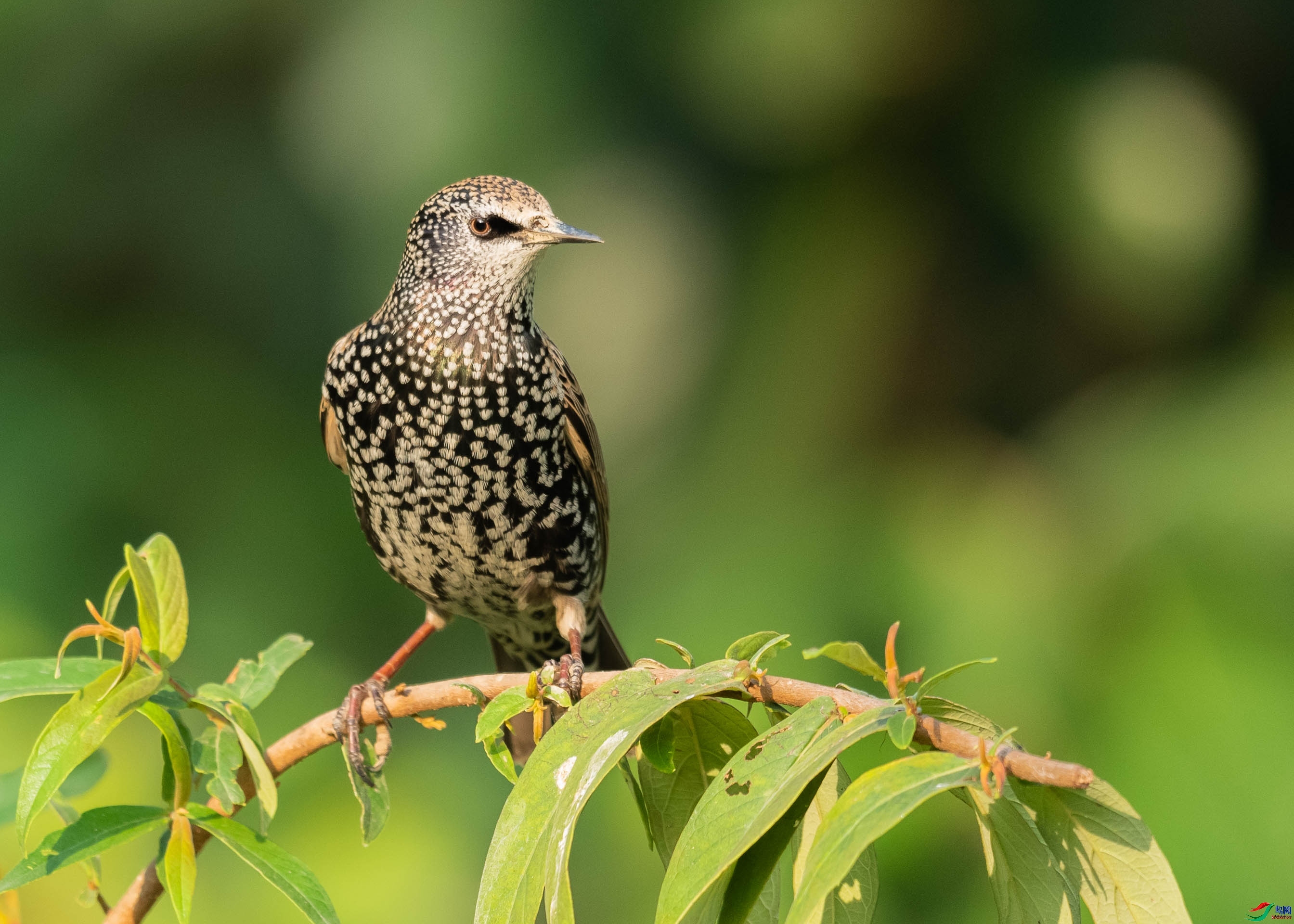 ľ����ɭ1970  ��ʦ�����ڹ㶫ʡ������.jpg