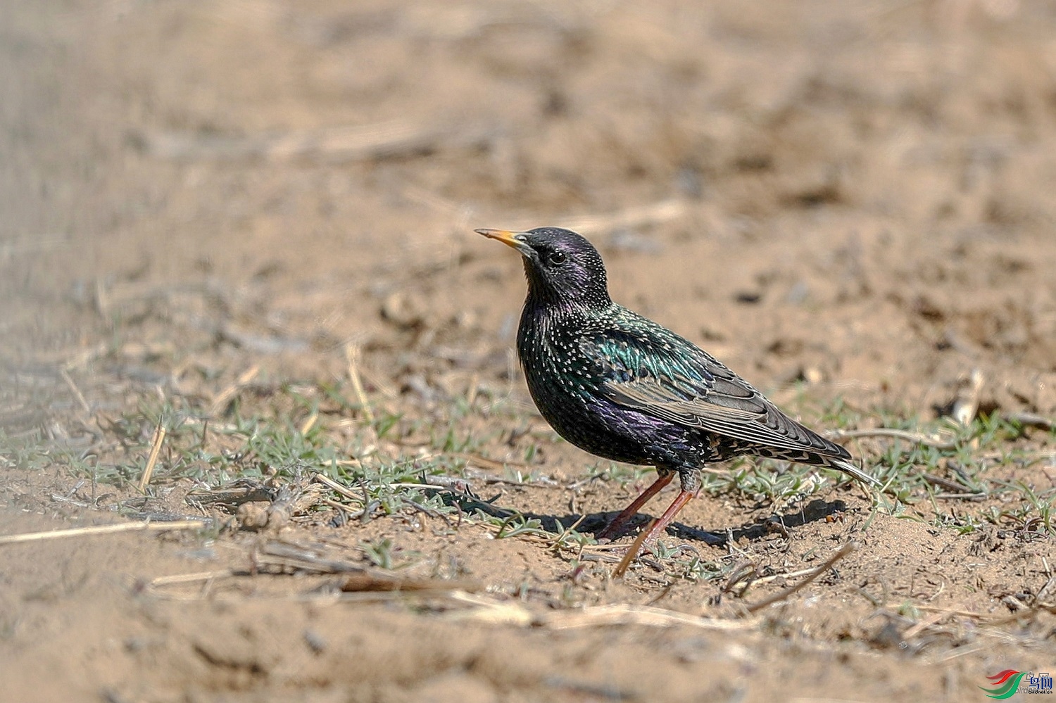 ����׽Ӱ ��ʦ���������ɹ������������׶���������ǰ��0.jpg