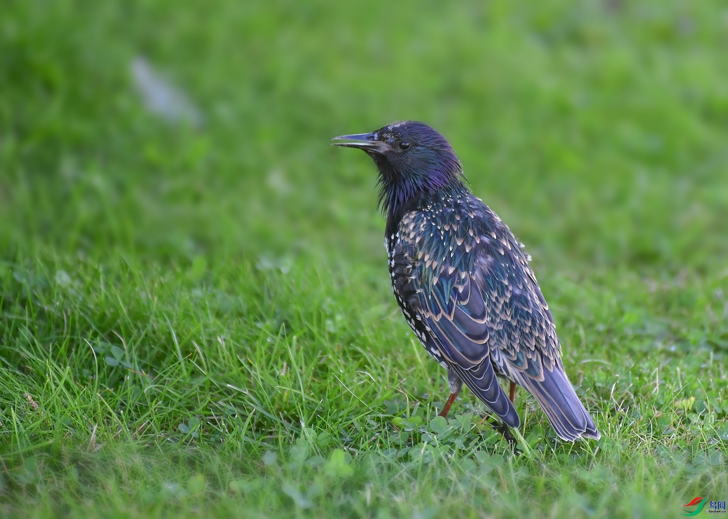 С�����  ��ʦ�����ڶ���˹0.jpg