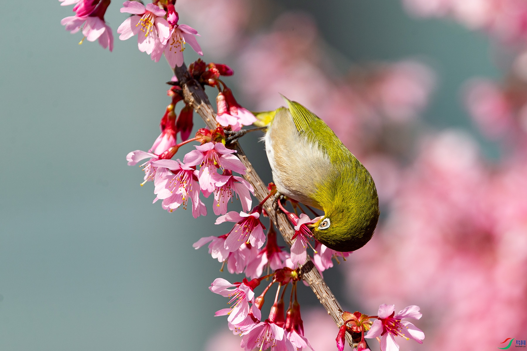 ���۲ɻ�_9070351.jpg