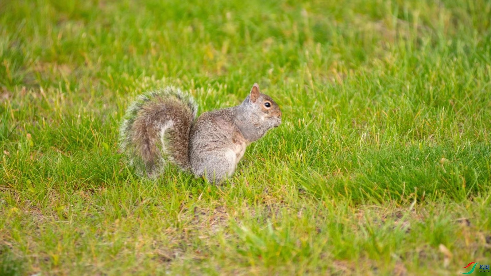 ������ʳ