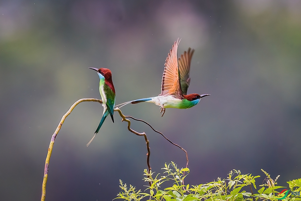 �����ں찲������ƺ��